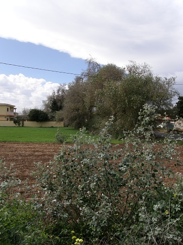 Populus alba