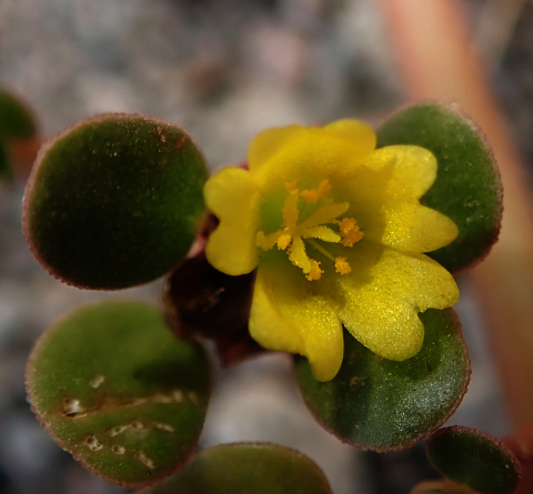 Portulaca granulato-stellulata