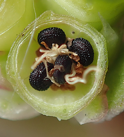 Portulaca granulato-stellulata