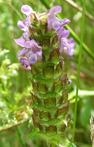 Prunella vulgaris