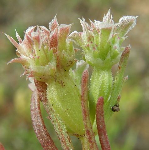 Pteranthus dichotomus