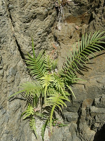 Pteris vittata