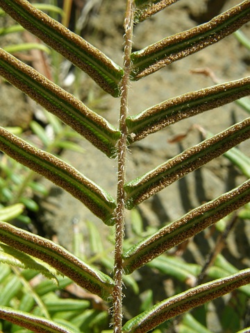 Pteris vittata