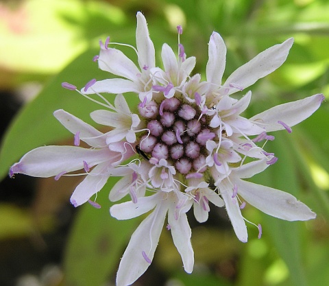 Flor de Pterocephalus dumetorus