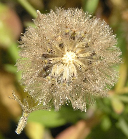 Frutos de Pterocephalus dumetorus