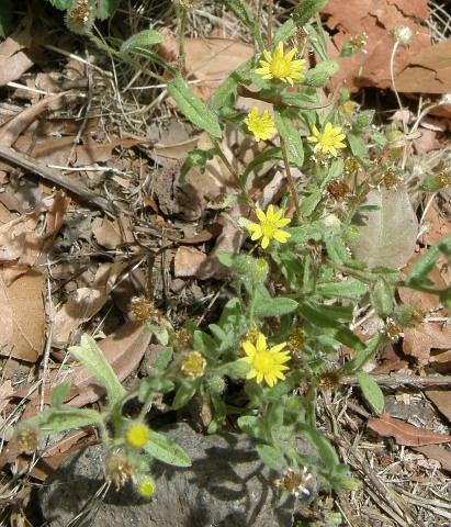 Pulicaria arabica ssp. hispanica