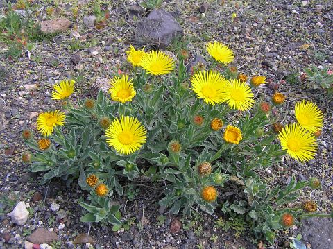 Pulicaria canariensis