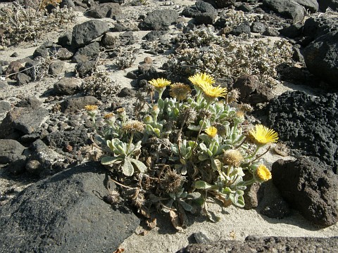 Pulicaria canariensis ssp.lanata