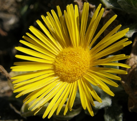 Pulicaria canariensis ssp. lanata