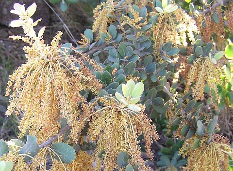 Quercus ilex