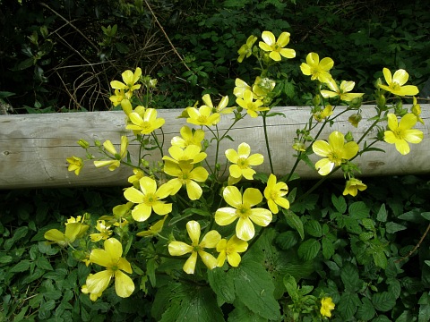 Ranunculus cortusifolius