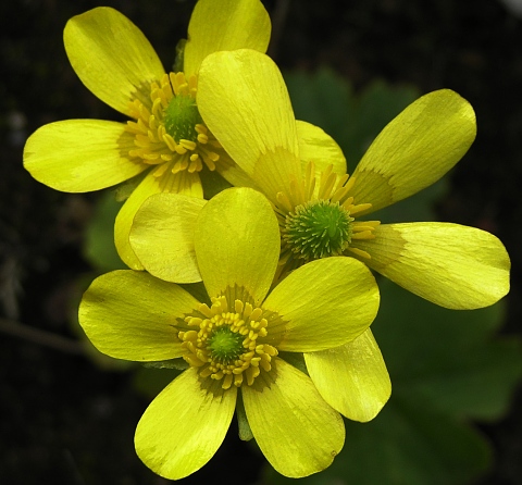 Ranunculus cortusifolius