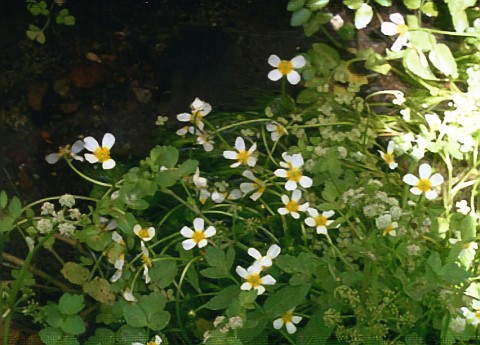 Ranunculus fluitans