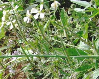 Frutos de Raphanus raphanistrum