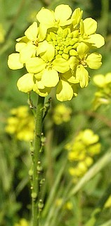 Flores y frutos de Rapistrum rugosum