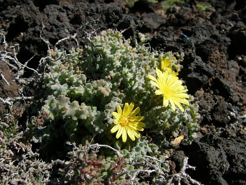 Reichardia crystallina