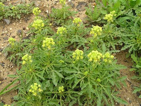 Reseda lancerotae