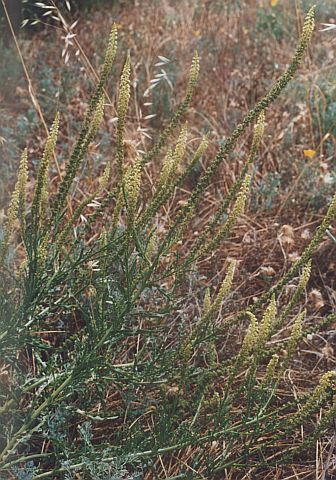 Reseda luteola