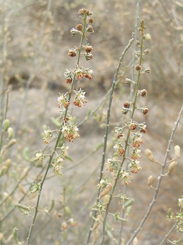 Reseda scoparia