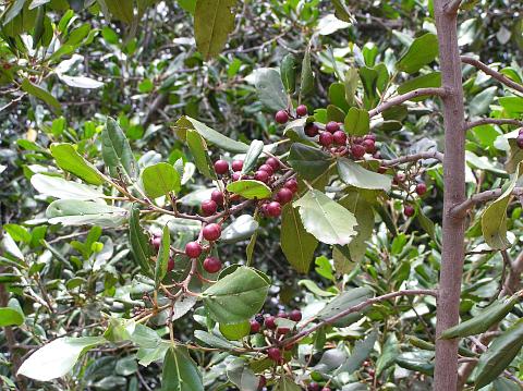 Rhamnus glandulosa