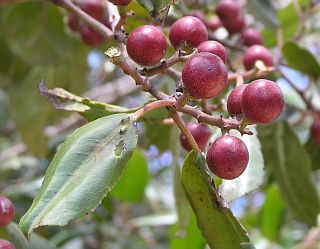 Frutos de Rhamnus glandulosa