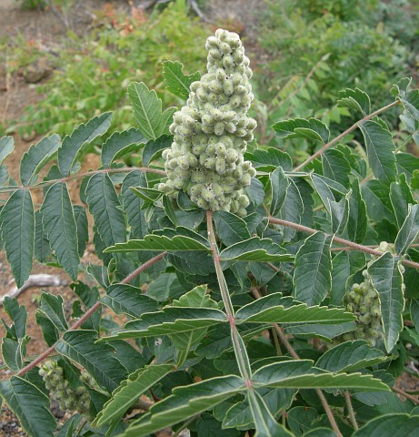 Rhus coriaria