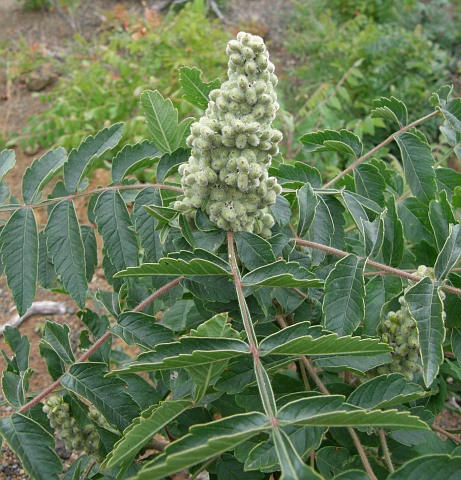 Rhus coriaria