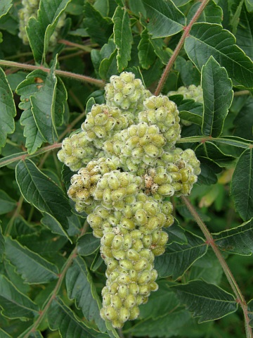Rhus coriaria