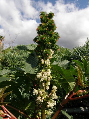 Ricinus communis