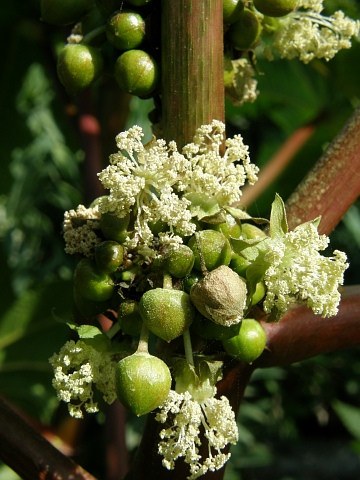 Ricinus communis