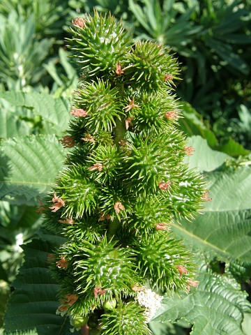 Ricinus communis