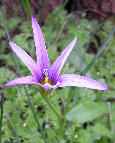 Romulea columnae