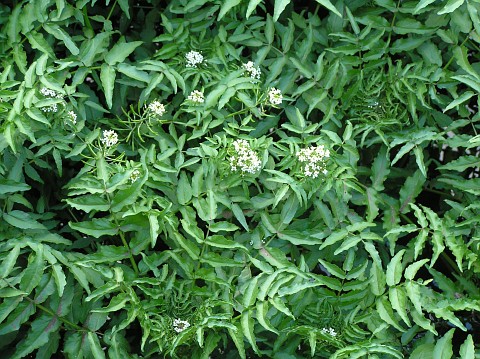 Rorippa nasturtium-aquaticum