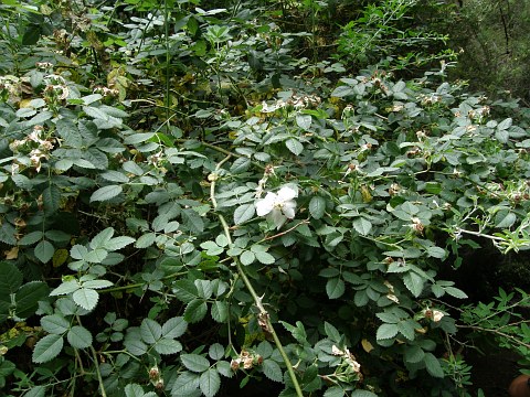 Rosa canina