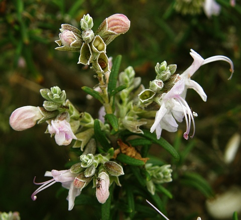 Rosmarinus officinalis