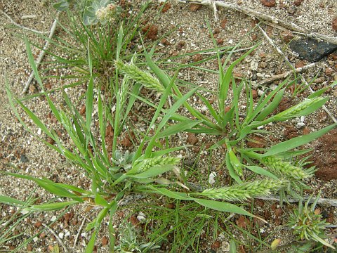 Rostraria pumila