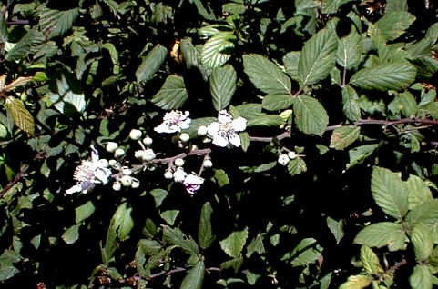 Rubus ulmifolius