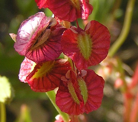 Rumex bipinnatus