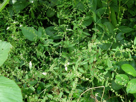 Rumex conglomeratus