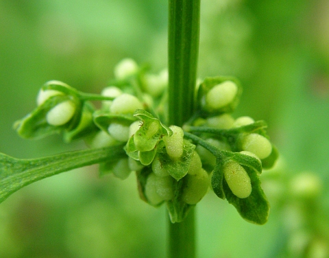 Rumex conglomeratus