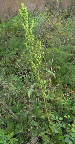 Rumex crispus