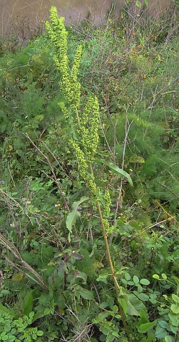 Rumex crispus