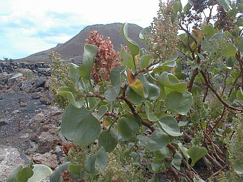 Rumex lunaria