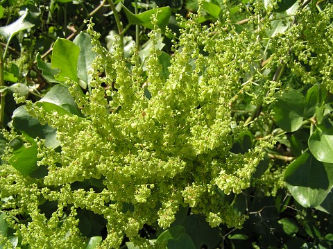 Flores de Rumex lunaria