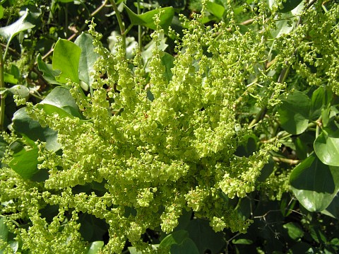 Flores de Rumex lunaria