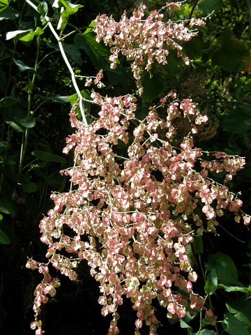 Rumex maderensis