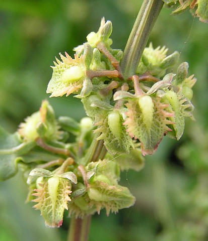 Rumex pulcher ssp. divaricatus