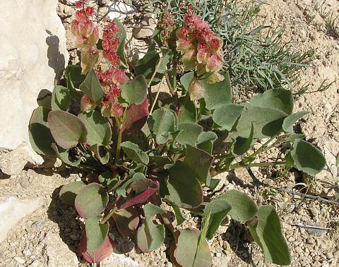 Rumex vesicarius var.rhodophysa