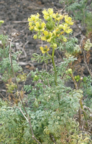 Ruta chalepensis