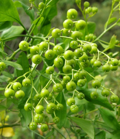 Frutos de Ruta pinnata